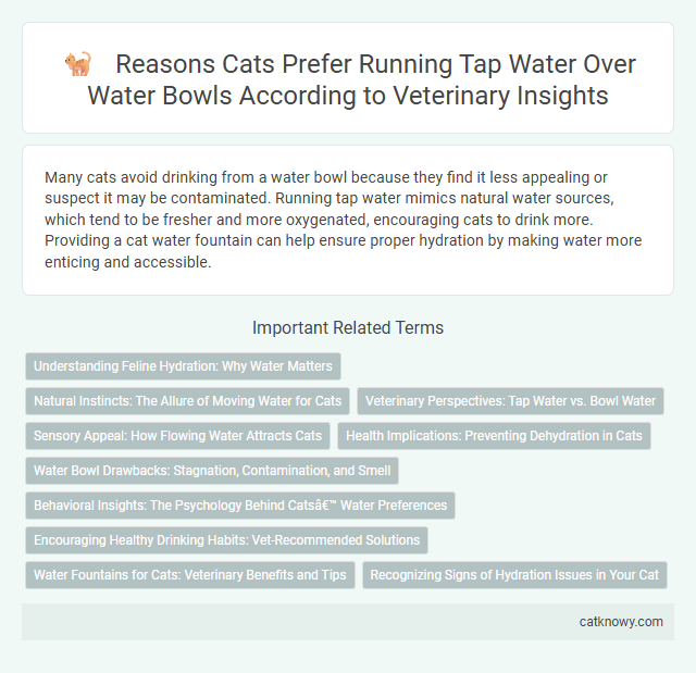 Reasons Cats Prefer Running Tap Water Over Water Bowls According to Veterinary Insights