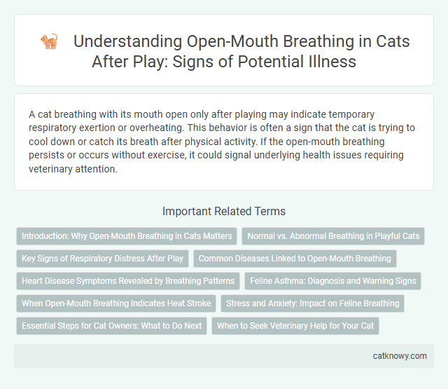 Understanding Open-Mouth Breathing in Cats After Play: Signs of Potential Illness