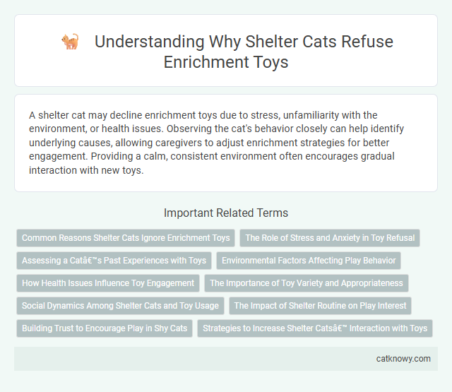 Understanding Why Shelter Cats Refuse Enrichment Toys