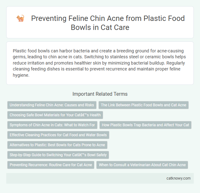 Preventing Feline Chin Acne from Plastic Food Bowls in Cat Care