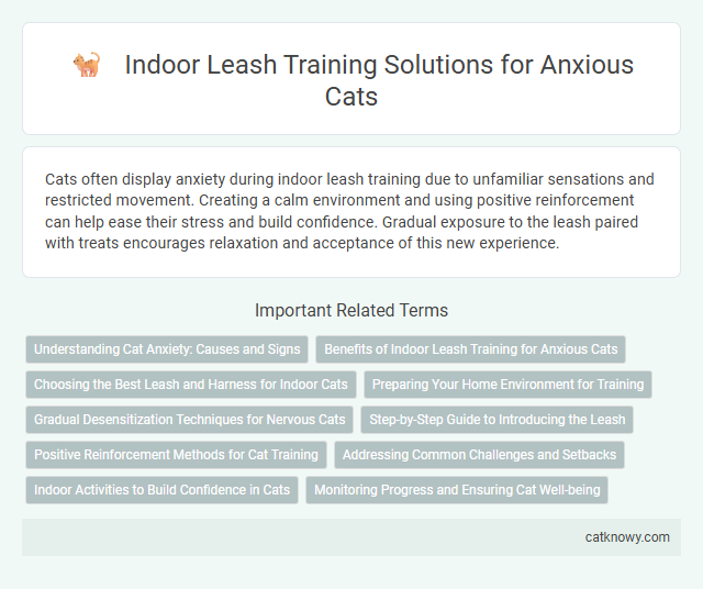 Indoor Leash Training Solutions for Anxious Cats