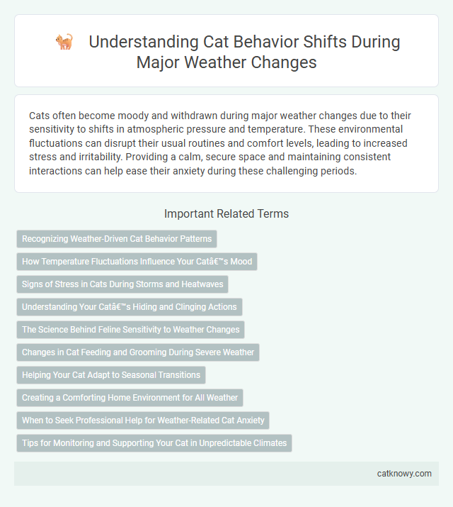 Understanding Cat Behavior Shifts During Major Weather Changes