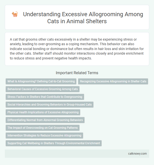 Understanding Excessive Allogrooming Among Cats in Animal Shelters