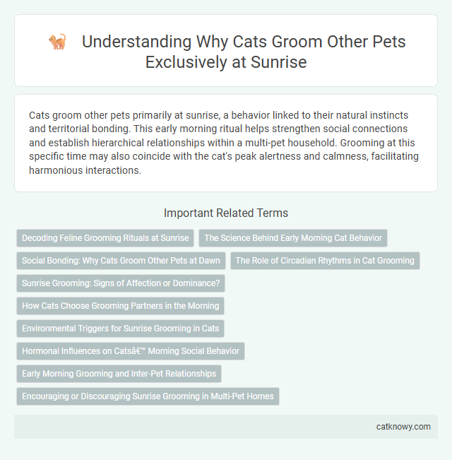 Understanding Why Cats Groom Other Pets Exclusively at Sunrise