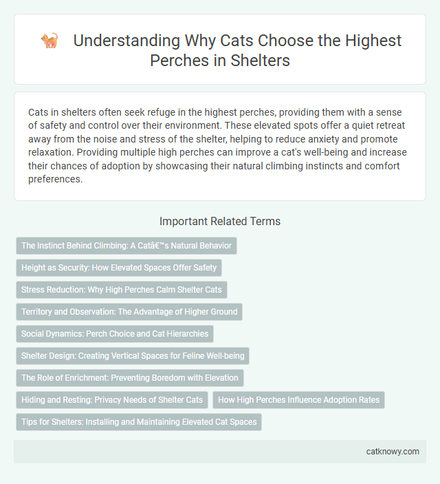 Understanding Why Cats Choose the Highest Perches in Shelters