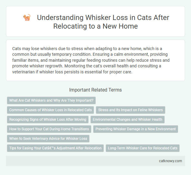 Understanding Whisker Loss in Cats After Relocating to a New Home