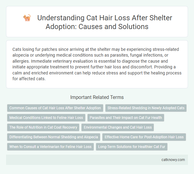 Understanding Cat Hair Loss After Shelter Adoption: Causes and Solutions