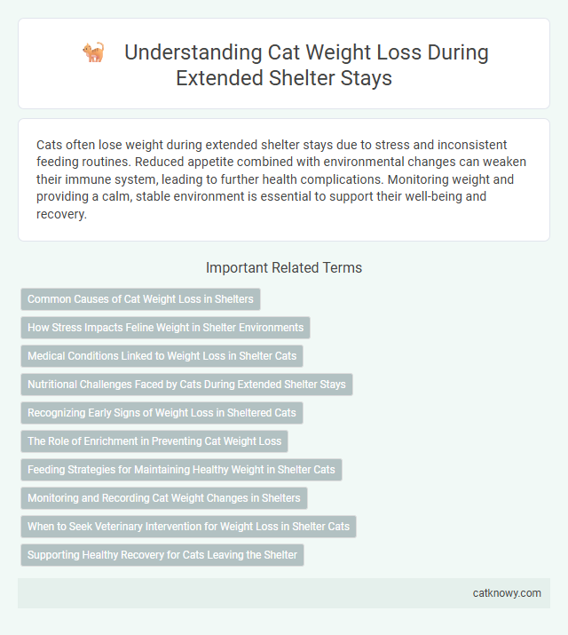 Understanding Cat Weight Loss During Extended Shelter Stays
