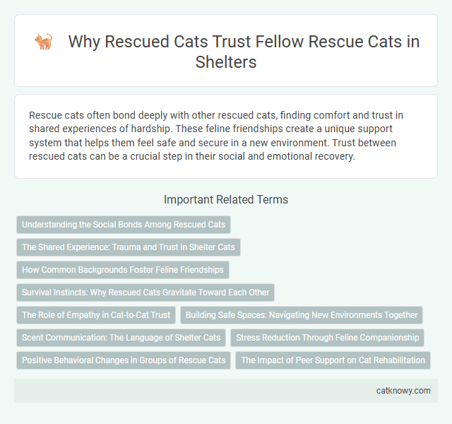Why Rescued Cats Trust Fellow Rescue Cats in Shelters