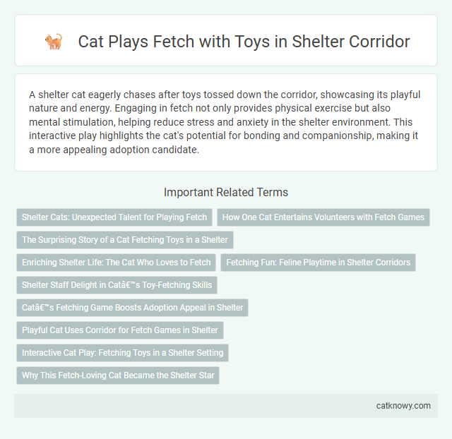 Cat Plays Fetch with Toys in Shelter Corridor