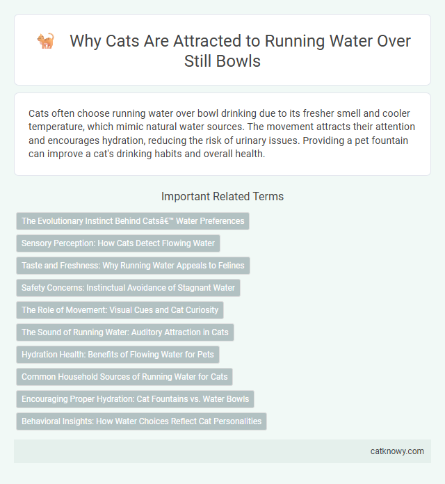 Why Cats Are Attracted to Running Water Over Still Bowls