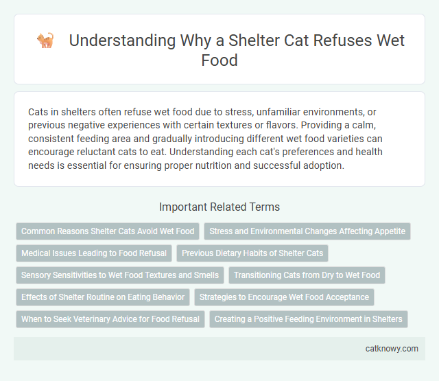 Understanding Why a Shelter Cat Refuses Wet Food