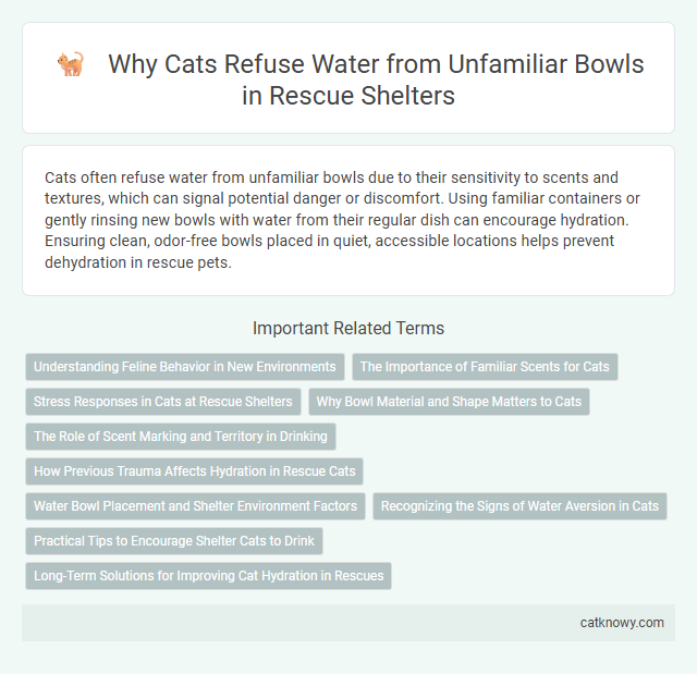 Why Cats Refuse Water from Unfamiliar Bowls in Rescue Shelters