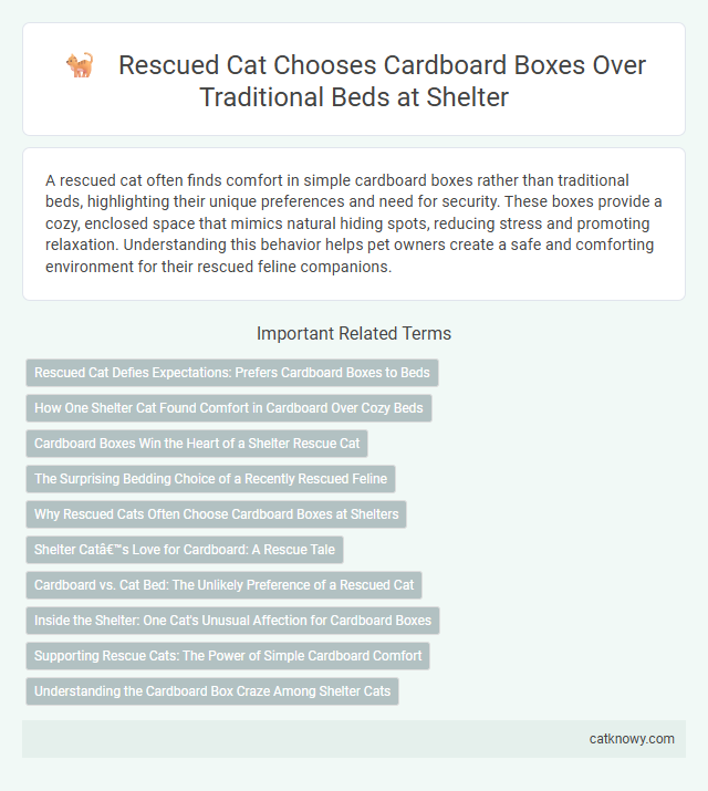 Rescued Cat Chooses Cardboard Boxes Over Traditional Beds at Shelter