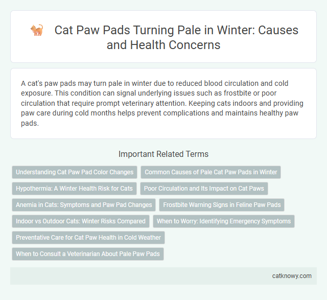 Cat Paw Pads Turning Pale in Winter: Causes and Health Concerns