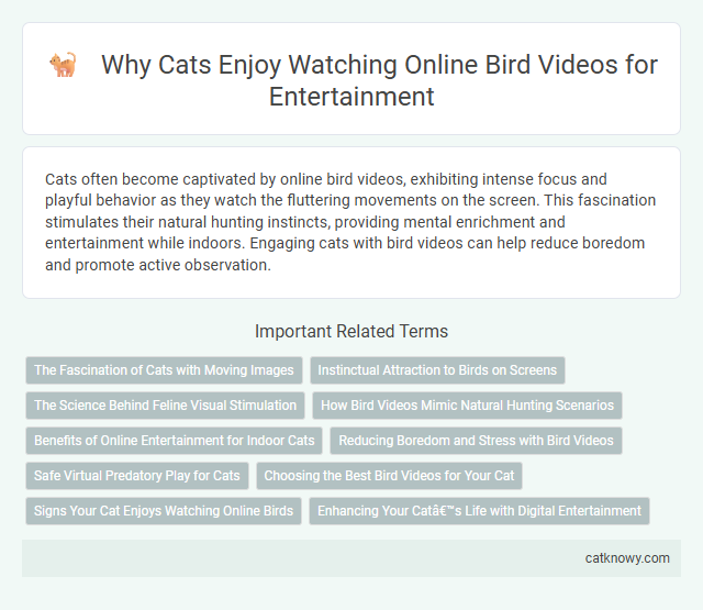 Why Cats Enjoy Watching Online Bird Videos for Entertainment