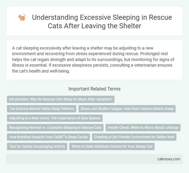 Understanding Excessive Sleeping in Rescue Cats After Leaving the Shelter