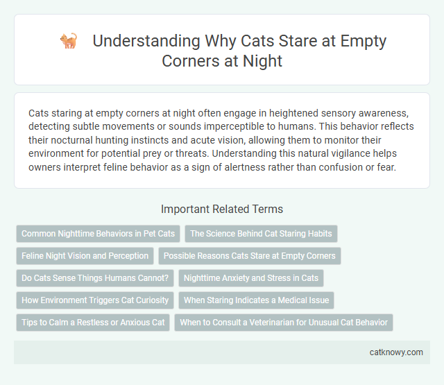 Understanding Why Cats Stare at Empty Corners at Night