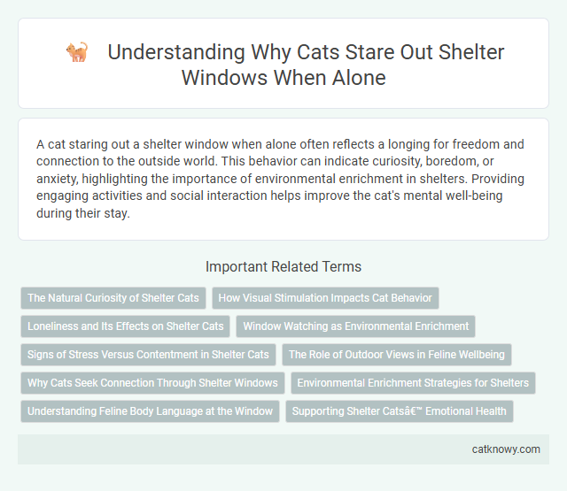 Understanding Why Cats Stare Out Shelter Windows When Alone