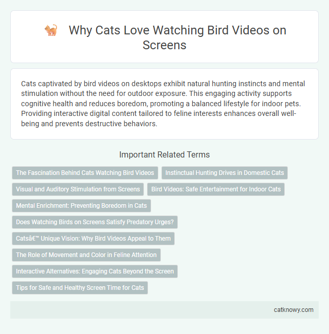 Why Cats Love Watching Bird Videos on Screens