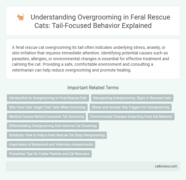 Understanding Overgrooming in Feral Rescue Cats: Tail-Focused Behavior Explained