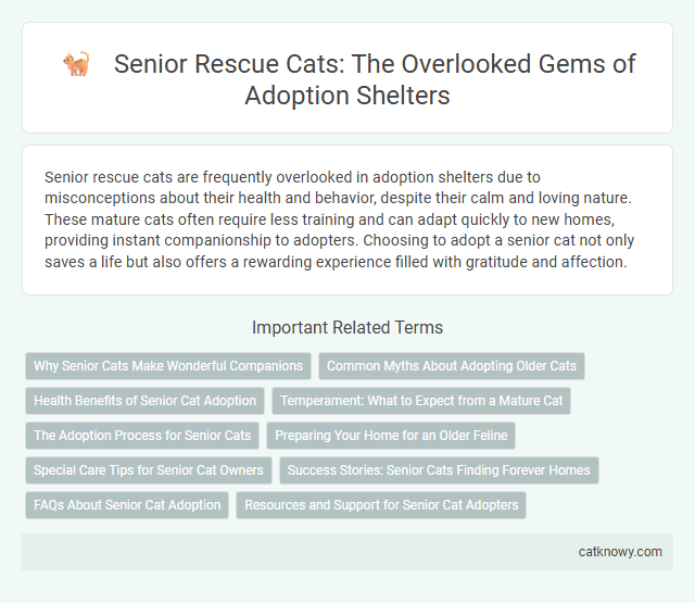 Senior Rescue Cats: The Overlooked Gems of Adoption Shelters