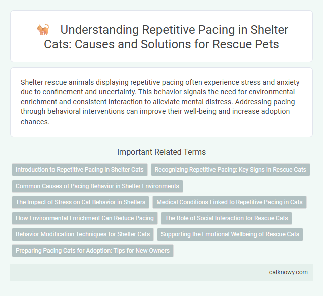 Understanding Repetitive Pacing in Shelter Cats: Causes and Solutions for Rescue Pets