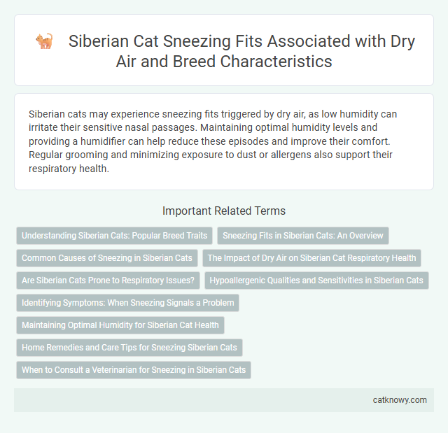 Siberian Cat Sneezing Fits Associated with Dry Air and Breed Characteristics