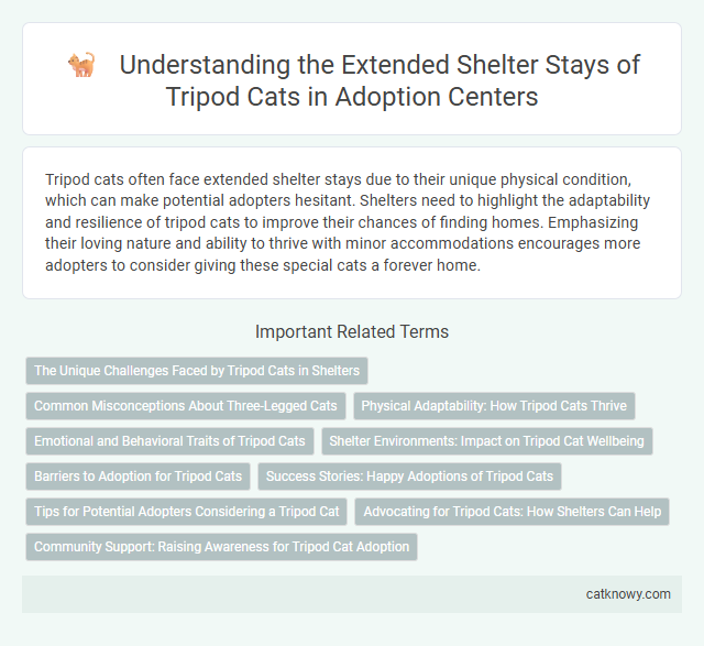 Understanding the Extended Shelter Stays of Tripod Cats in Adoption Centers