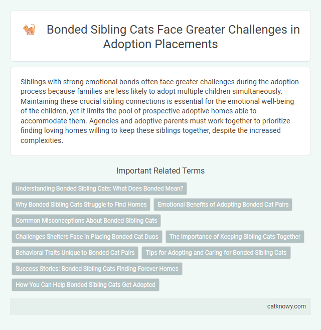 Bonded Sibling Cats Face Greater Challenges in Adoption Placements