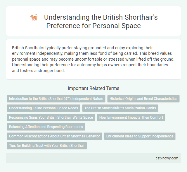 Understanding the British Shorthair's Preference for Personal Space