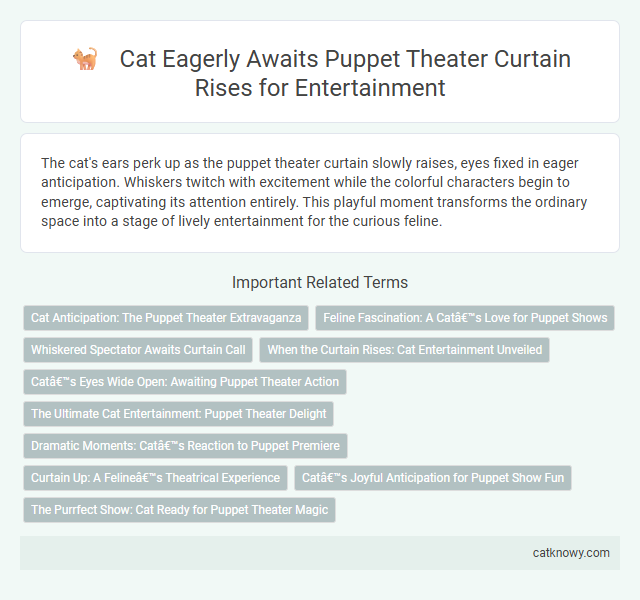 Cat Eagerly Awaits Puppet Theater Curtain Rises for Entertainment