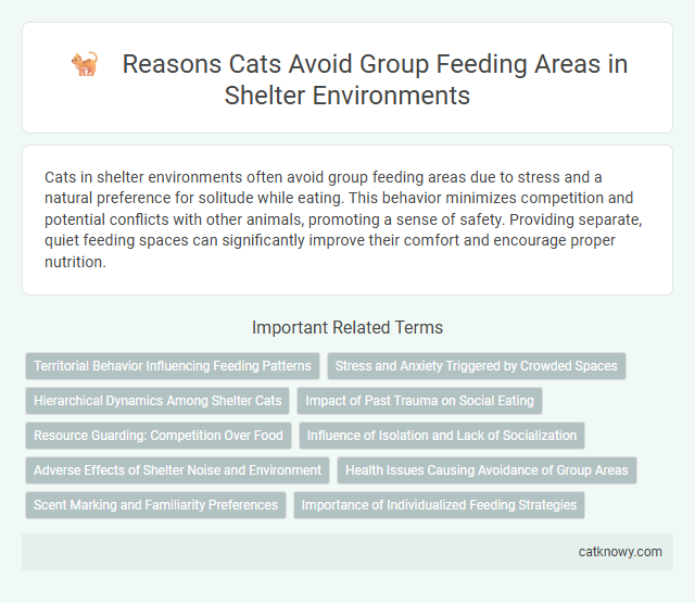 Reasons Cats Avoid Group Feeding Areas in Shelter Environments