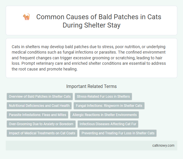 Common Causes of Bald Patches in Cats During Shelter Stay