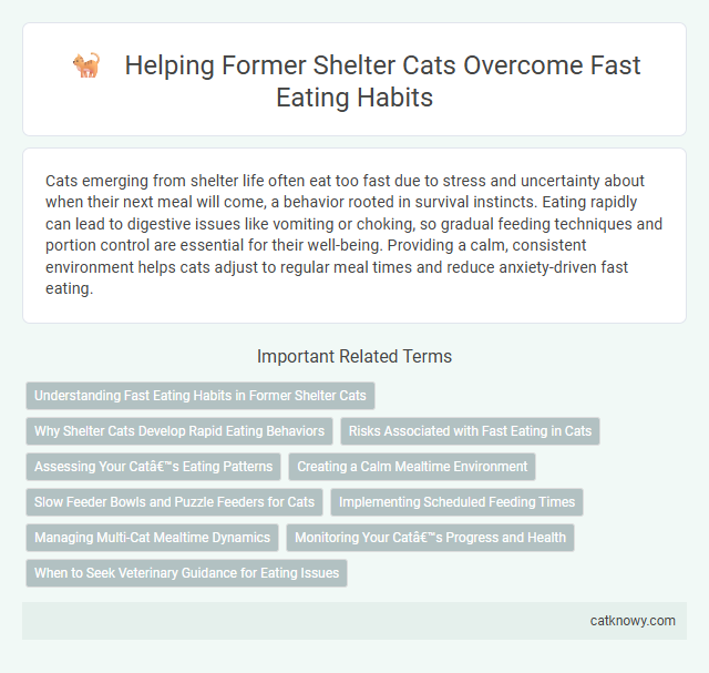 Helping Former Shelter Cats Overcome Fast Eating Habits