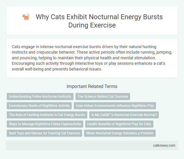 Why Cats Exhibit Nocturnal Energy Bursts During Exercise