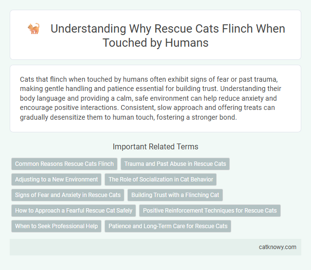 Understanding Why Rescue Cats Flinch When Touched by Humans
