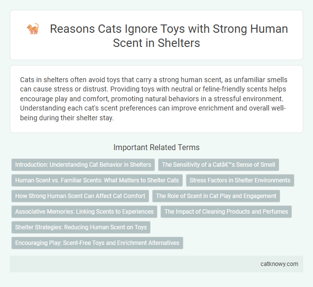 Reasons Cats Ignore Toys with Strong Human Scent in Shelters