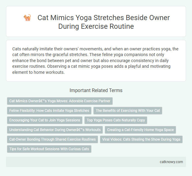 Cat Mimics Yoga Stretches Beside Owner During Exercise Routine