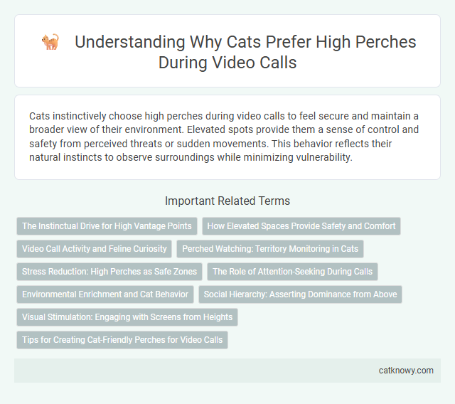 Understanding Why Cats Prefer High Perches During Video Calls