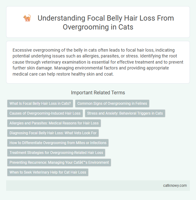 Understanding Focal Belly Hair Loss From Overgrooming in Cats