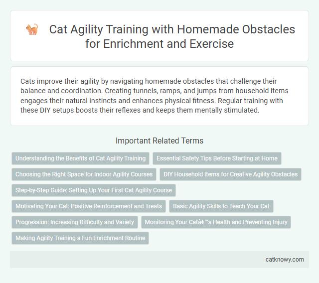 Cat Agility Training with Homemade Obstacles for Enrichment and Exercise