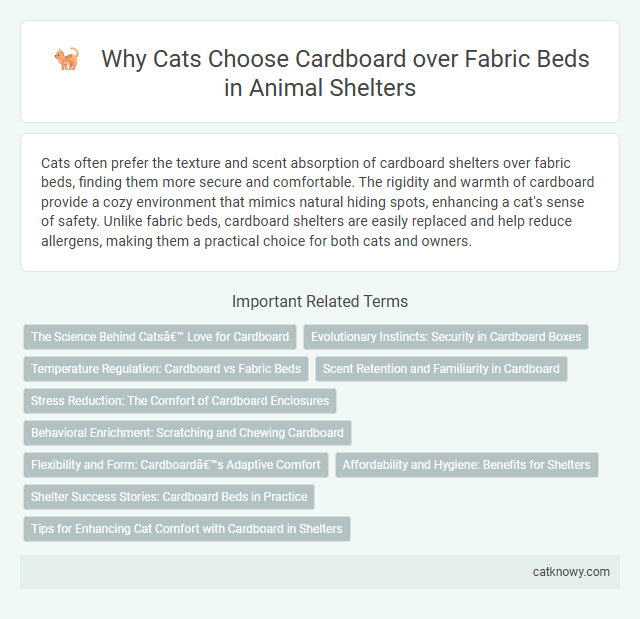 Why Cats Choose Cardboard over Fabric Beds in Animal Shelters