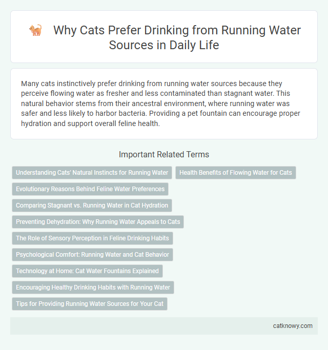 Why Cats Prefer Drinking from Running Water Sources in Daily Life