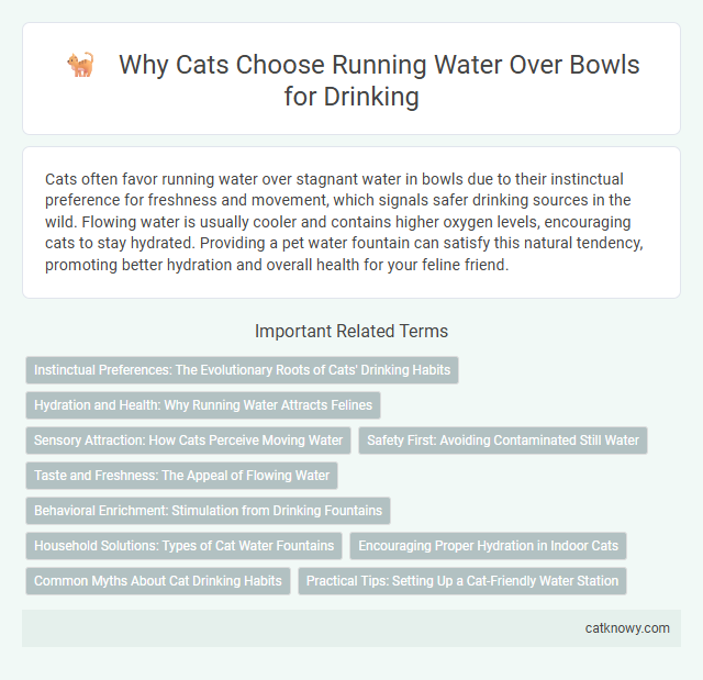 Why Cats Choose Running Water Over Bowls for Drinking