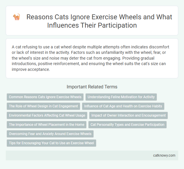 Reasons Cats Ignore Exercise Wheels and What Influences Their Participation