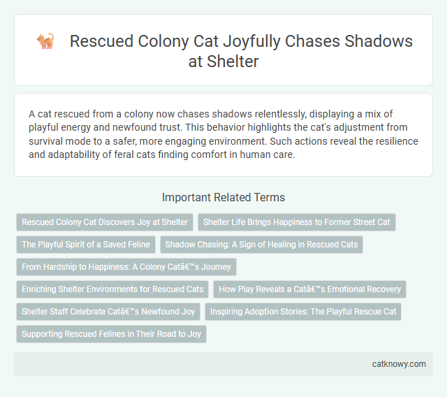 Rescued Colony Cat Joyfully Chases Shadows at Shelter