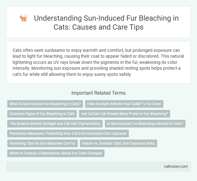 Understanding Sun-Induced Fur Bleaching in Cats: Causes and Care Tips