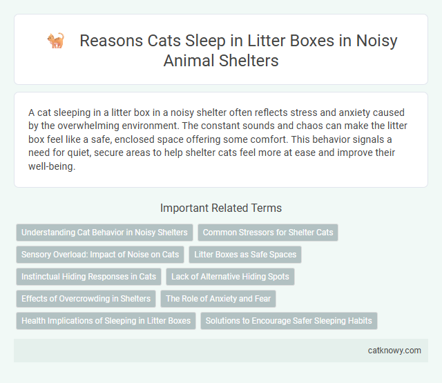 Reasons Cats Sleep in Litter Boxes in Noisy Animal Shelters