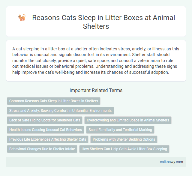 Reasons Cats Sleep in Litter Boxes at Animal Shelters